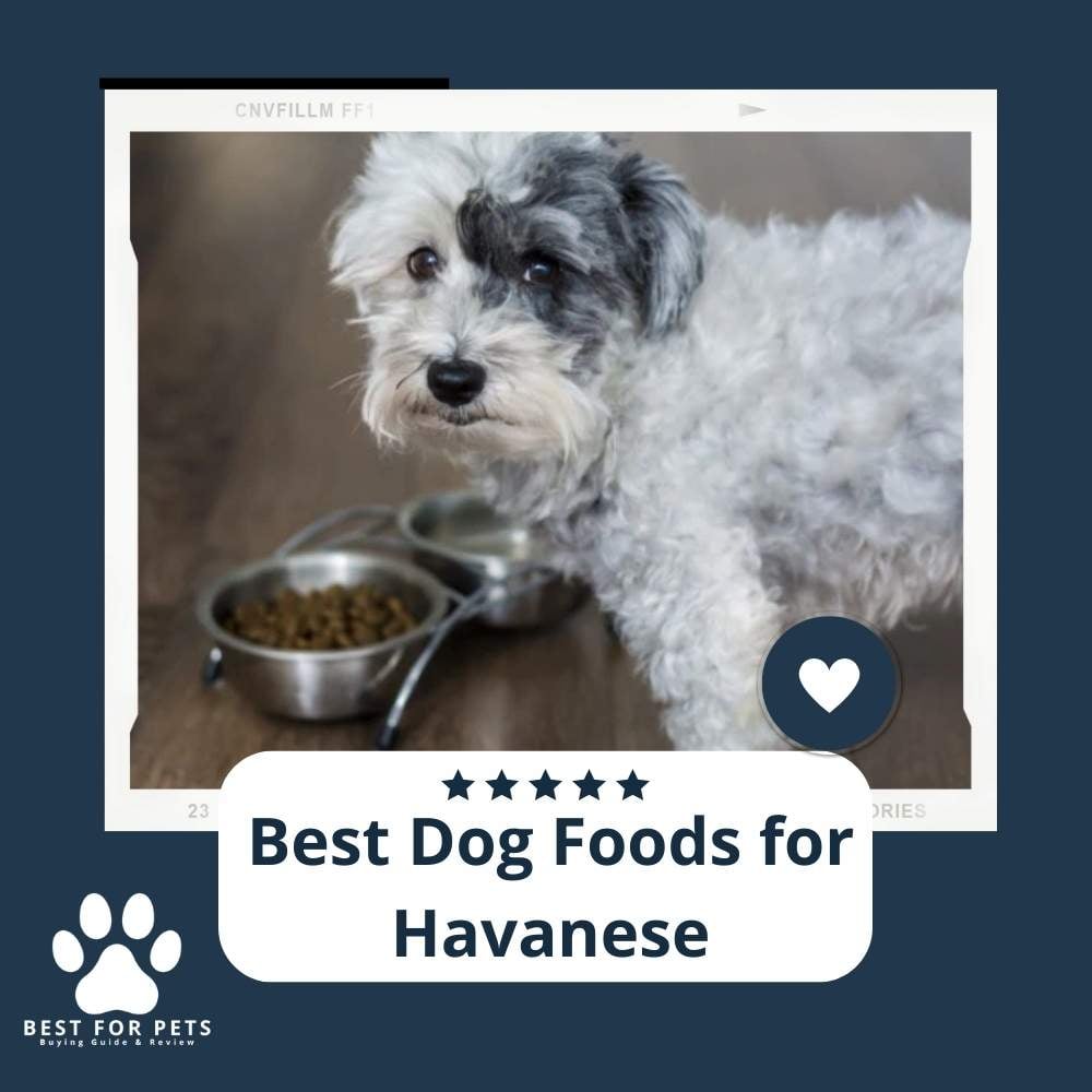 T2oG2jIDH-best-dog-foods-for-havanese