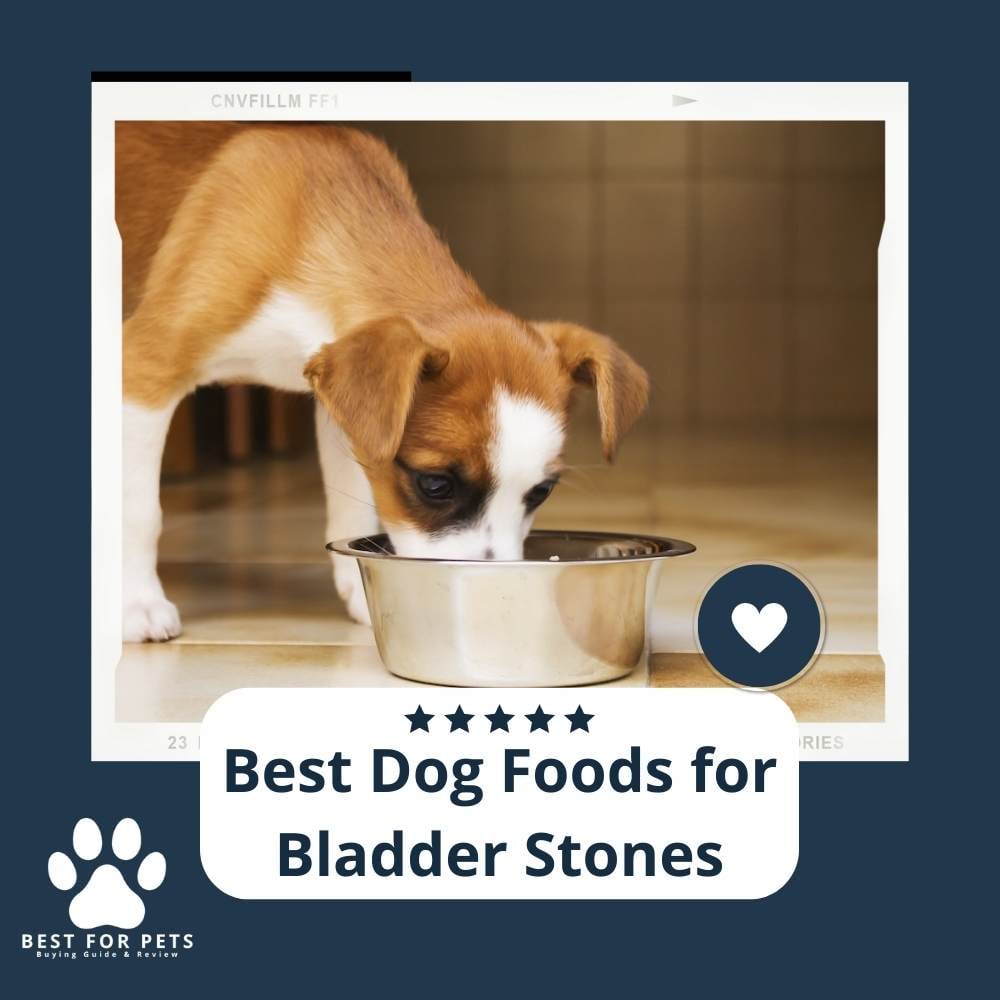 dxmxXFVgZ-best-dog-foods-for-bladder-stones