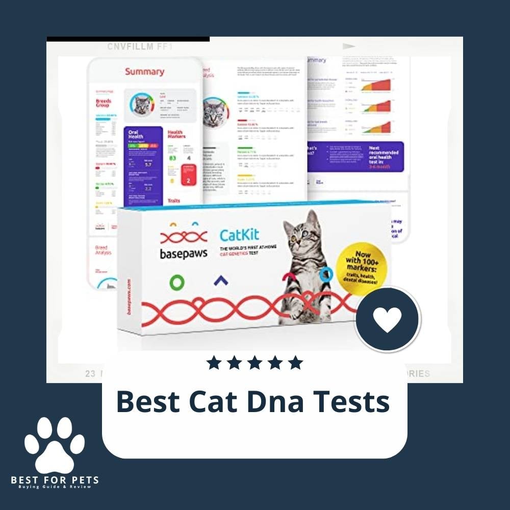 shftkLC02-best-cat-dna-tests