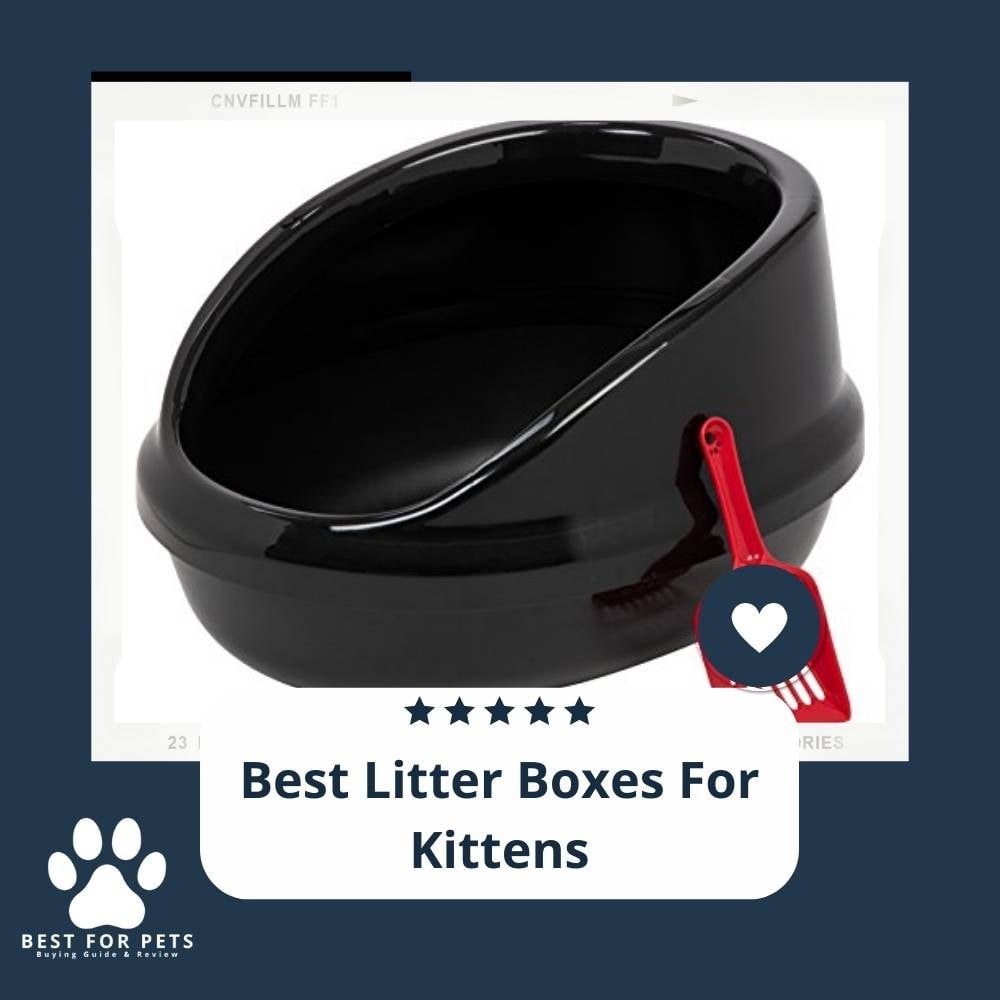 nPD-BDJ-L-best-litter-boxes-for-kittens