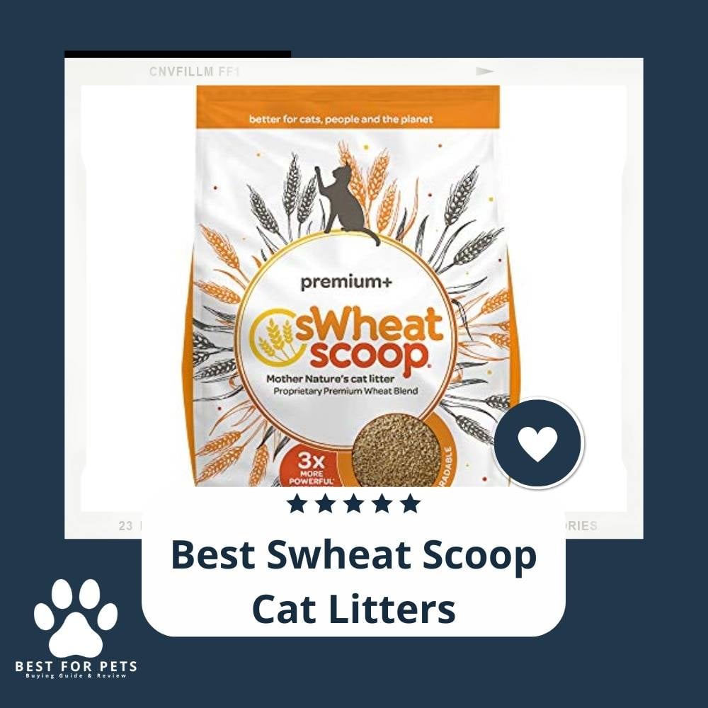 R4nNZaDD3-best-swheat-scoop-cat-litters