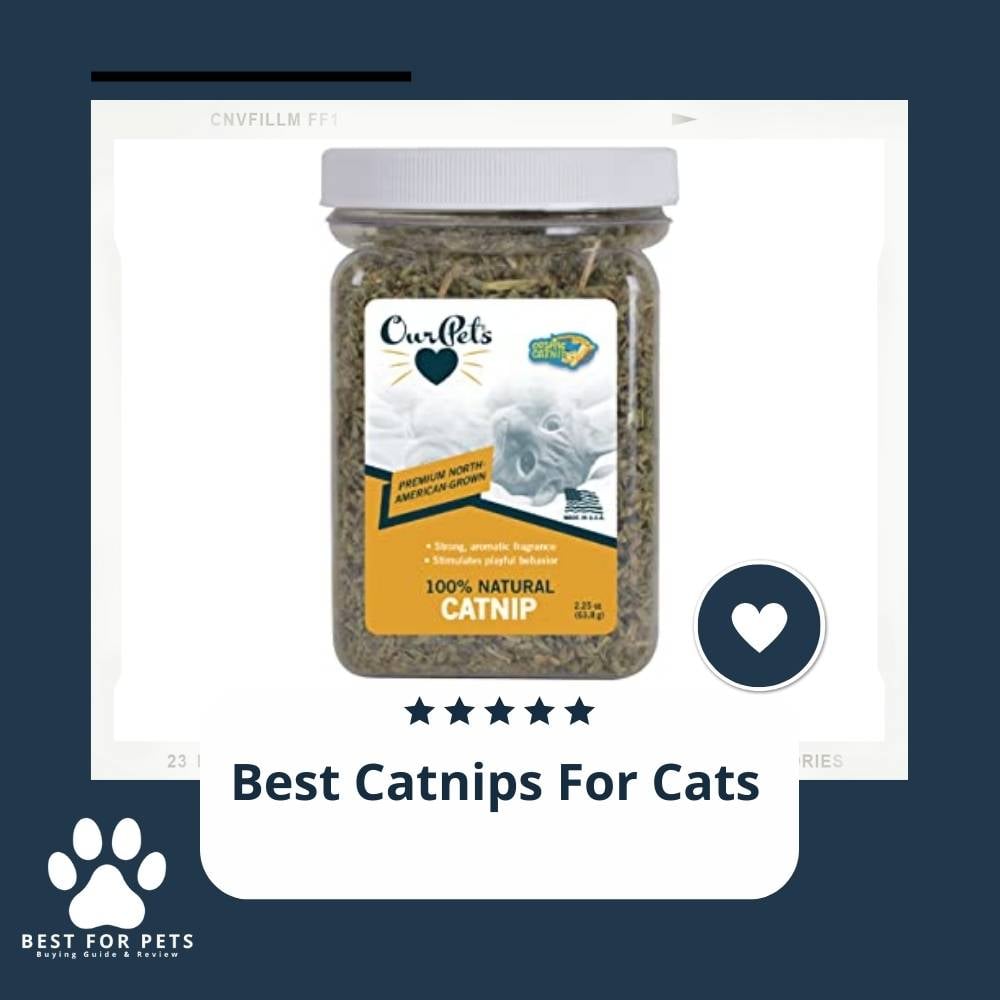 Iv9PIBpBV-best-catnips-for-cats