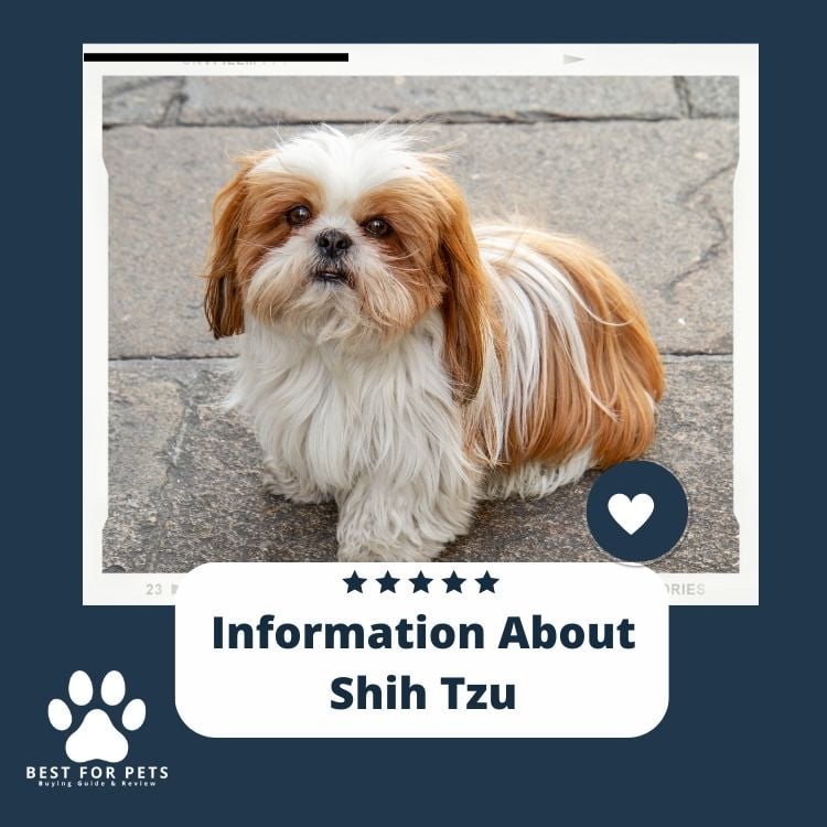 Information About Shih Tzu