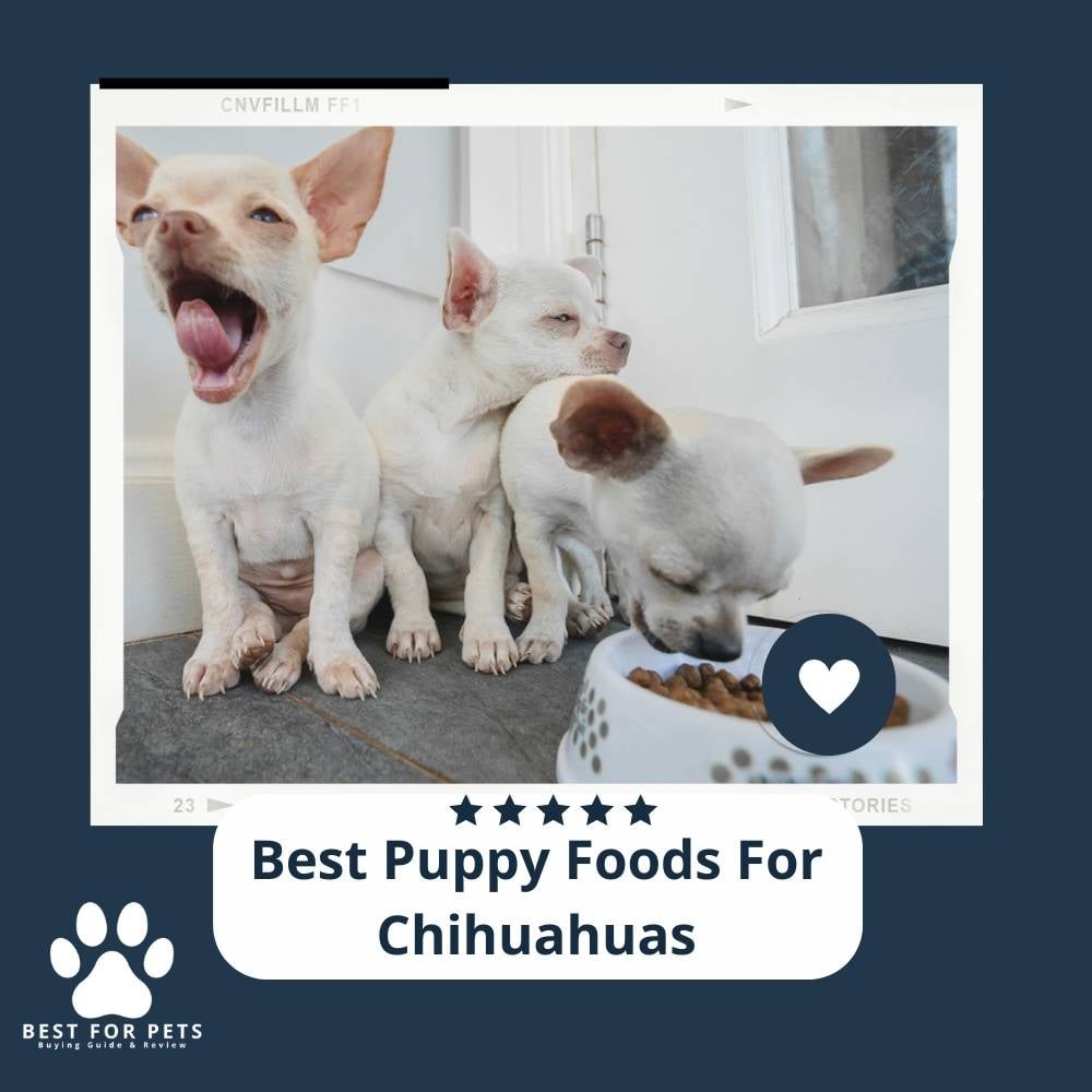 ZNOX54MiA-best-puppy-foods-for-chihuahuas