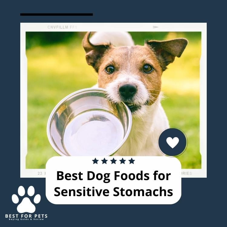 Best Dog Foods For Sensitive Stomachs