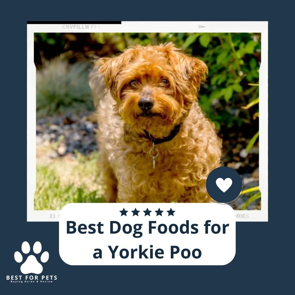 q3-I8EthL-best-dog-foods-for-a-yorkie-poo