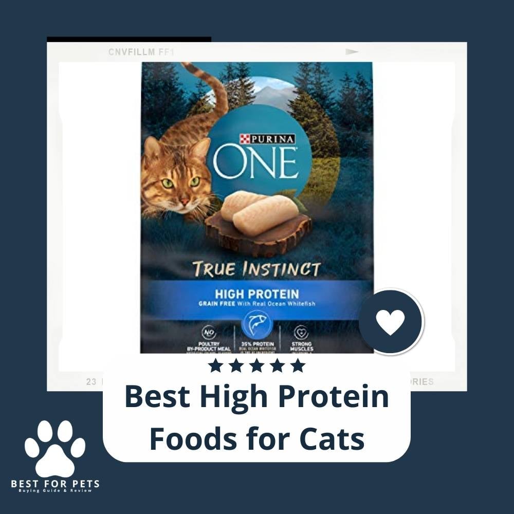 n41h6ie1-best-high-protein-foods-for-cats