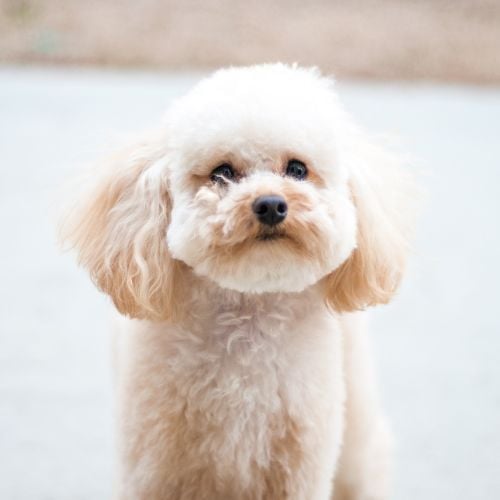 Buying Guide for the Best Dog Food for a Toy Poodle