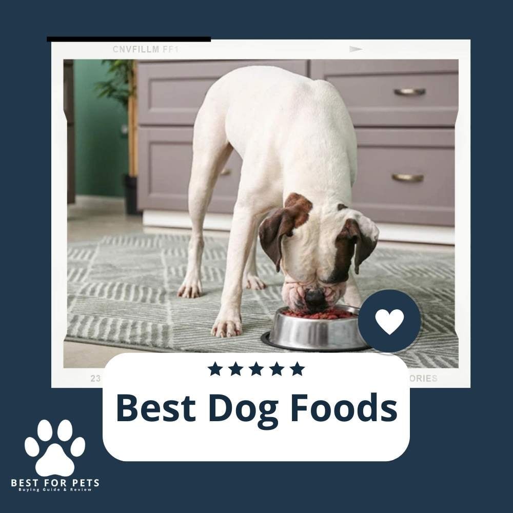 DF9PN6a7y-best-dog-foods
