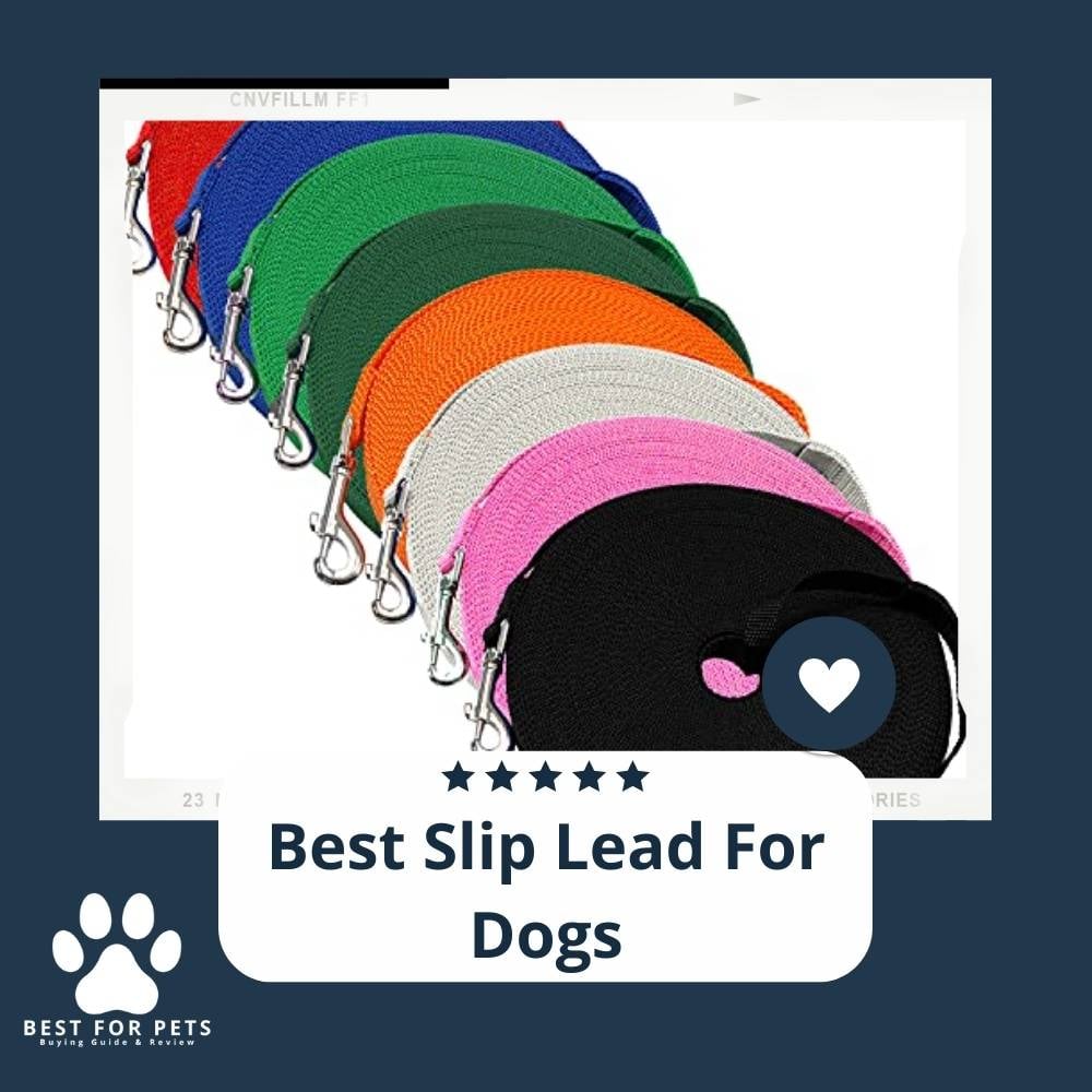 FsH6eaOqf-best-slip-lead-for-dogs