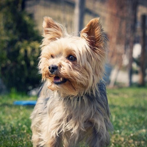 Buyers Guide How to Find the Best Yorkie Food