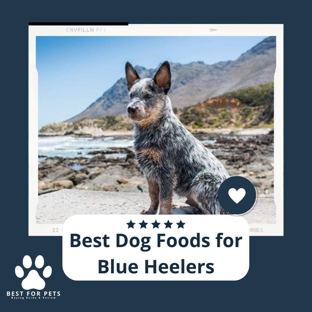 gIyjnybLc-best-dog-foods-for-blue-heelers