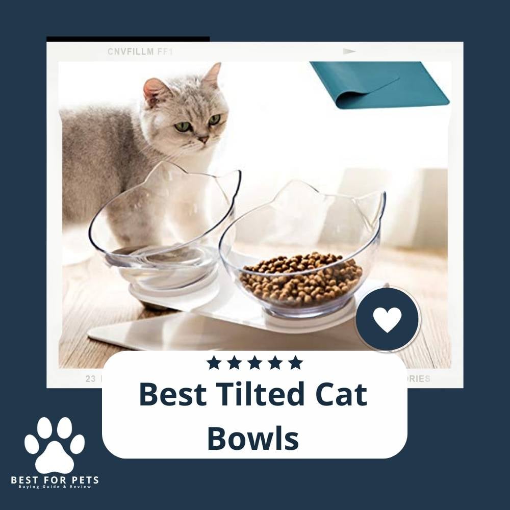 bz1WOifJJ-best-tilted-cat-bowls