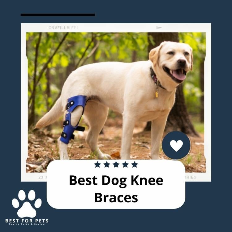 Best Dog Knee Braces