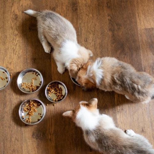 Puppies eating food in the kitchen