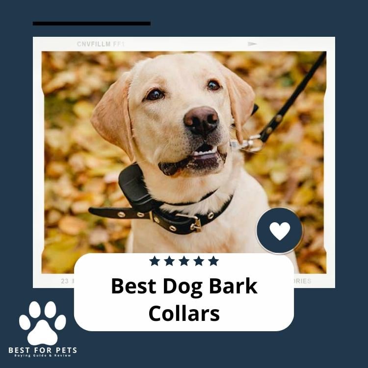 Best Dog Bark Collars