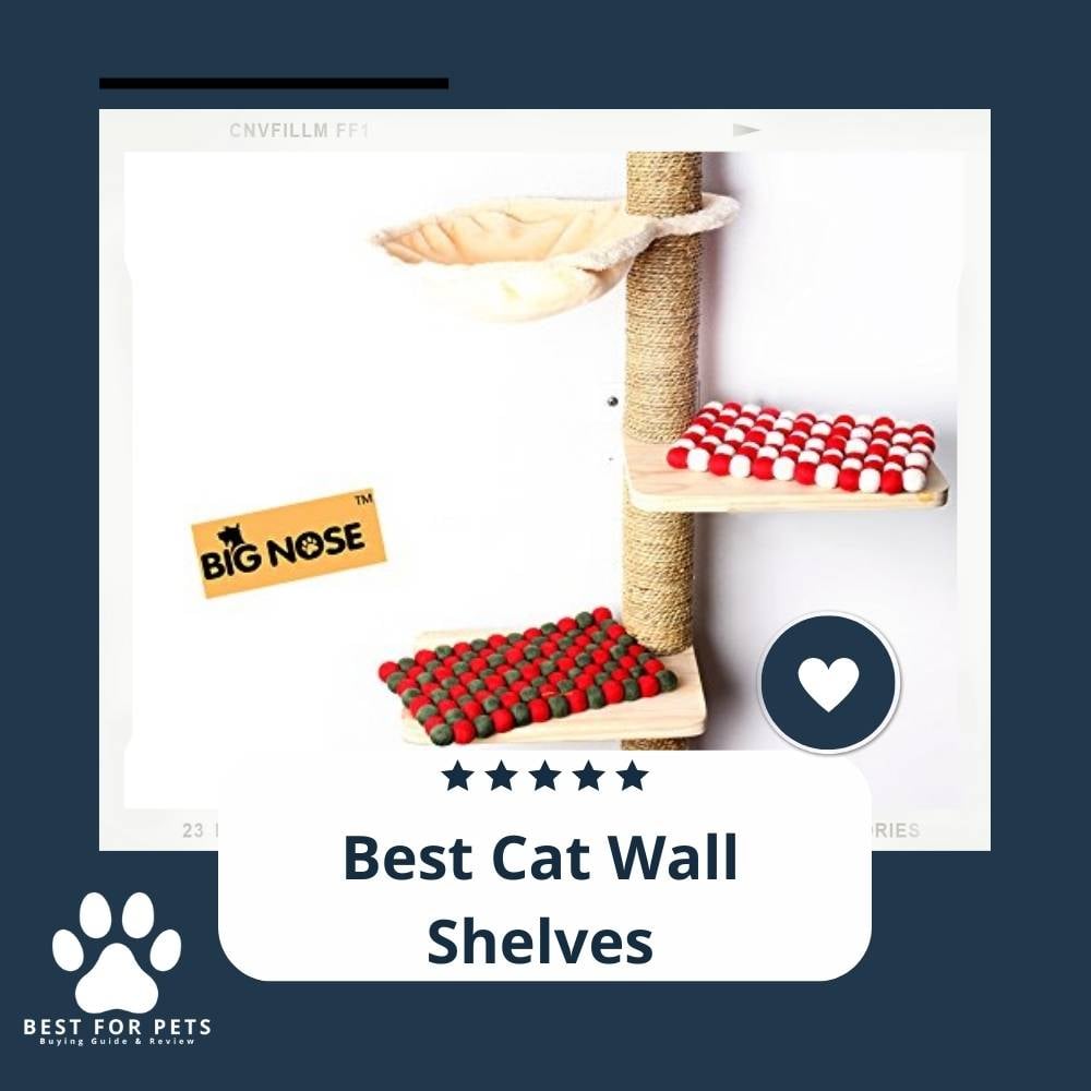 tkJ8TiV7E-best-cat-wall-shelves
