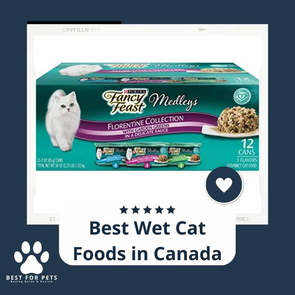 QUAIiceAH-best-wet-cat-foods-in-canada