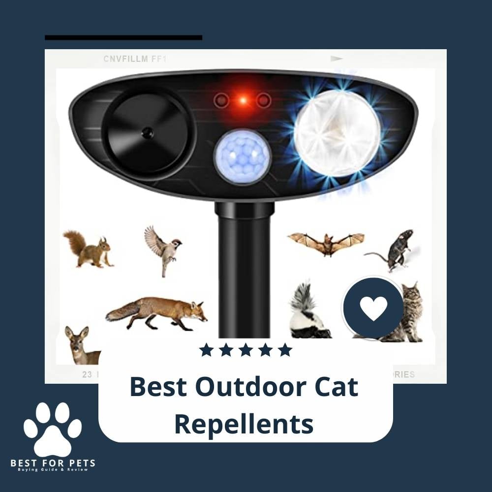Wyj9NCA7G-best-outdoor-cat-repellents