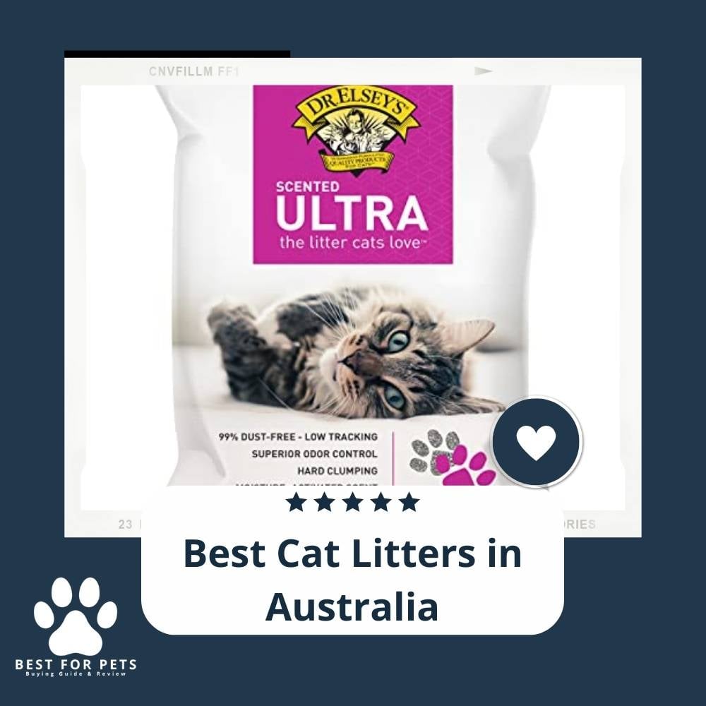 mHwr9DQAg-best-cat-litters-in-australia