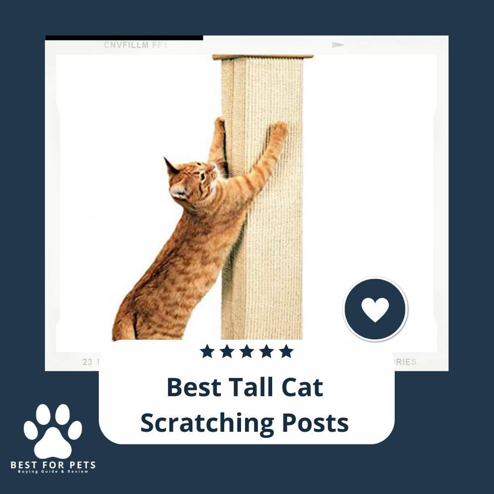 wAMcsdMCL-best-tall-cat-scratching-posts