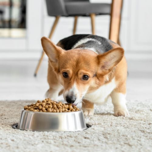 Buyers Guide Choosing the Best Freeze-Dried Dog Food