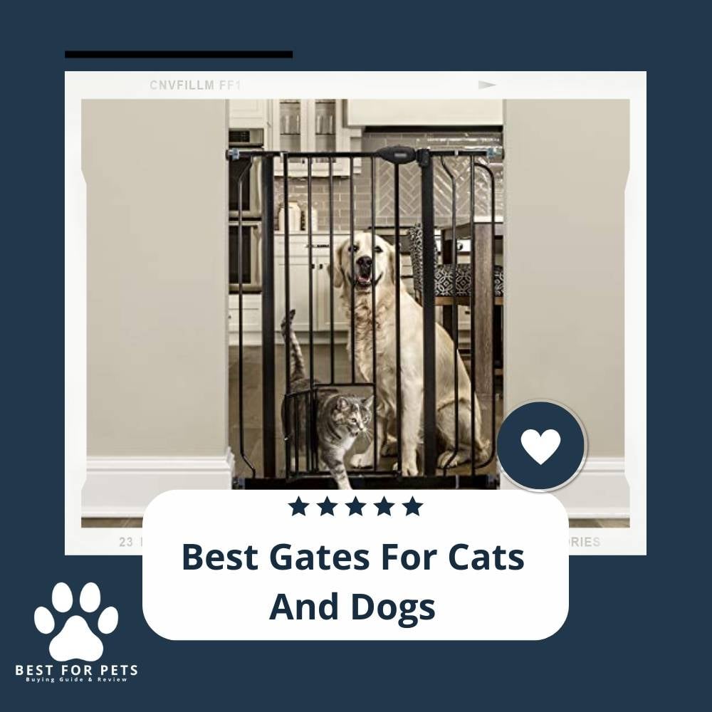 zjCc0eDqL-best-gates-for-cats-and-dogs