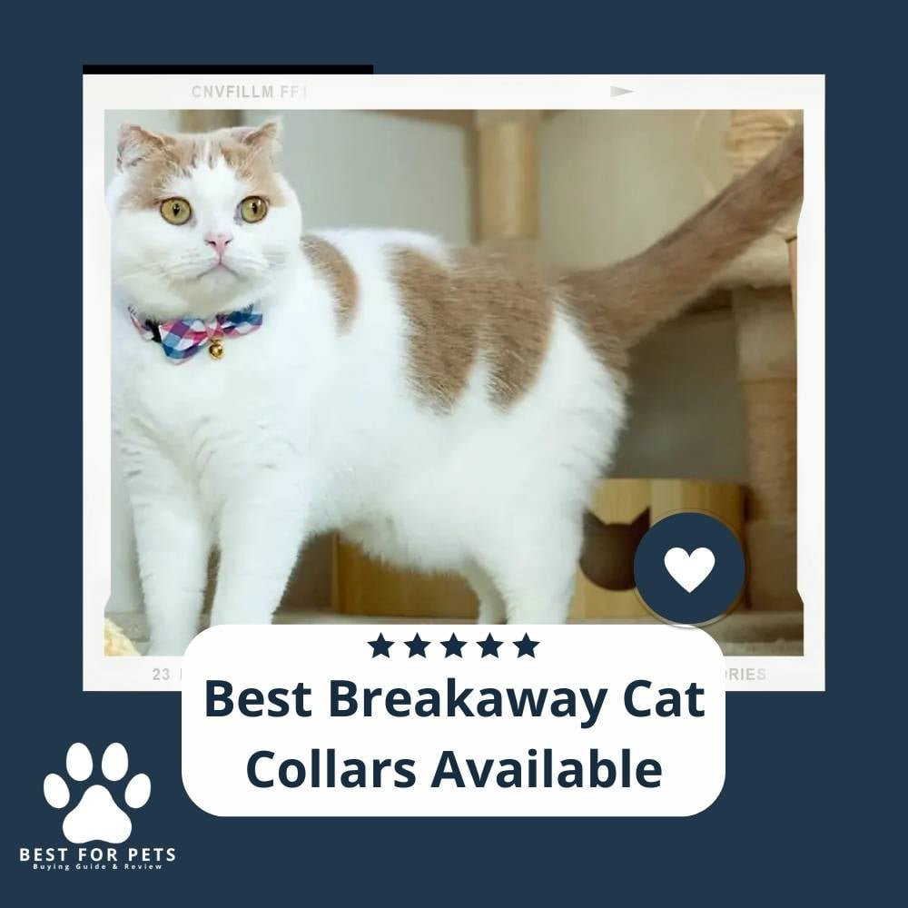 15 Best Breakaway Cat Collars Available - BestForPets.org