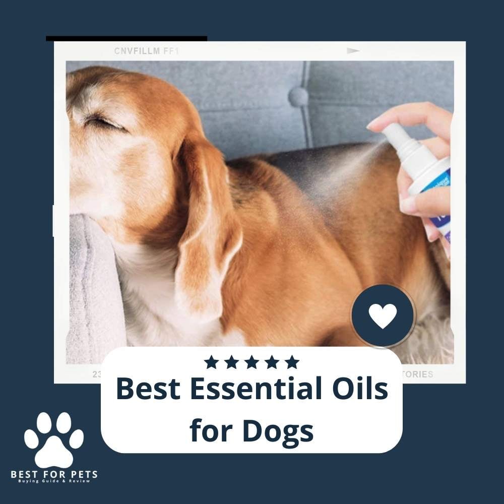 PJC9H13bQ-best-essential-oils-for-dogs