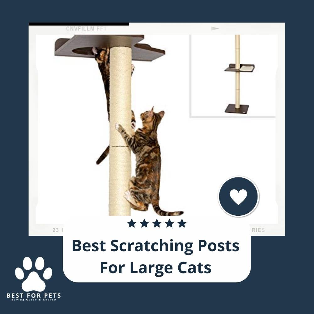 ZtmB5IThx-best-scratching-posts-for-large-cats
