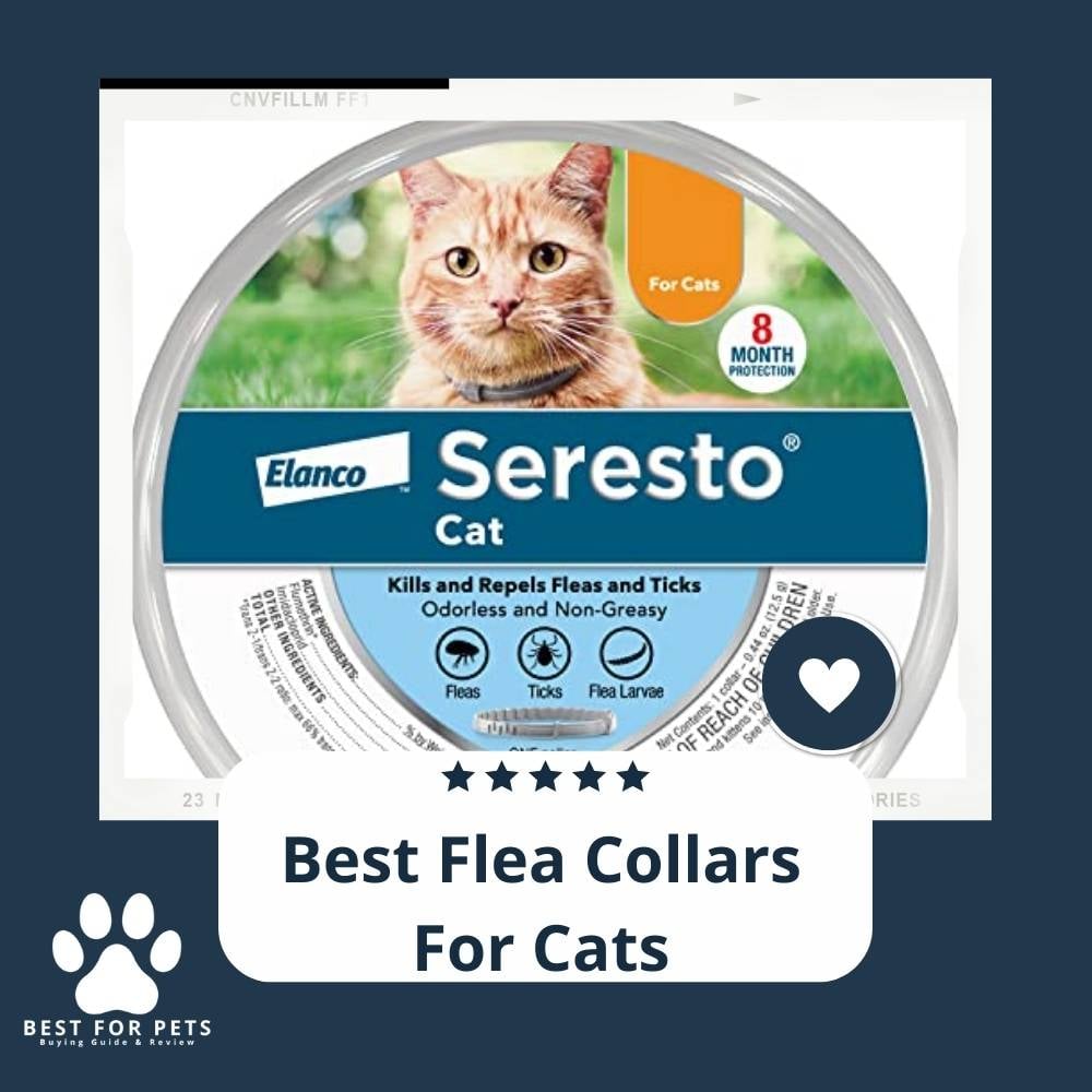 kbqoNTA0l-best-flea-collars-for-cats