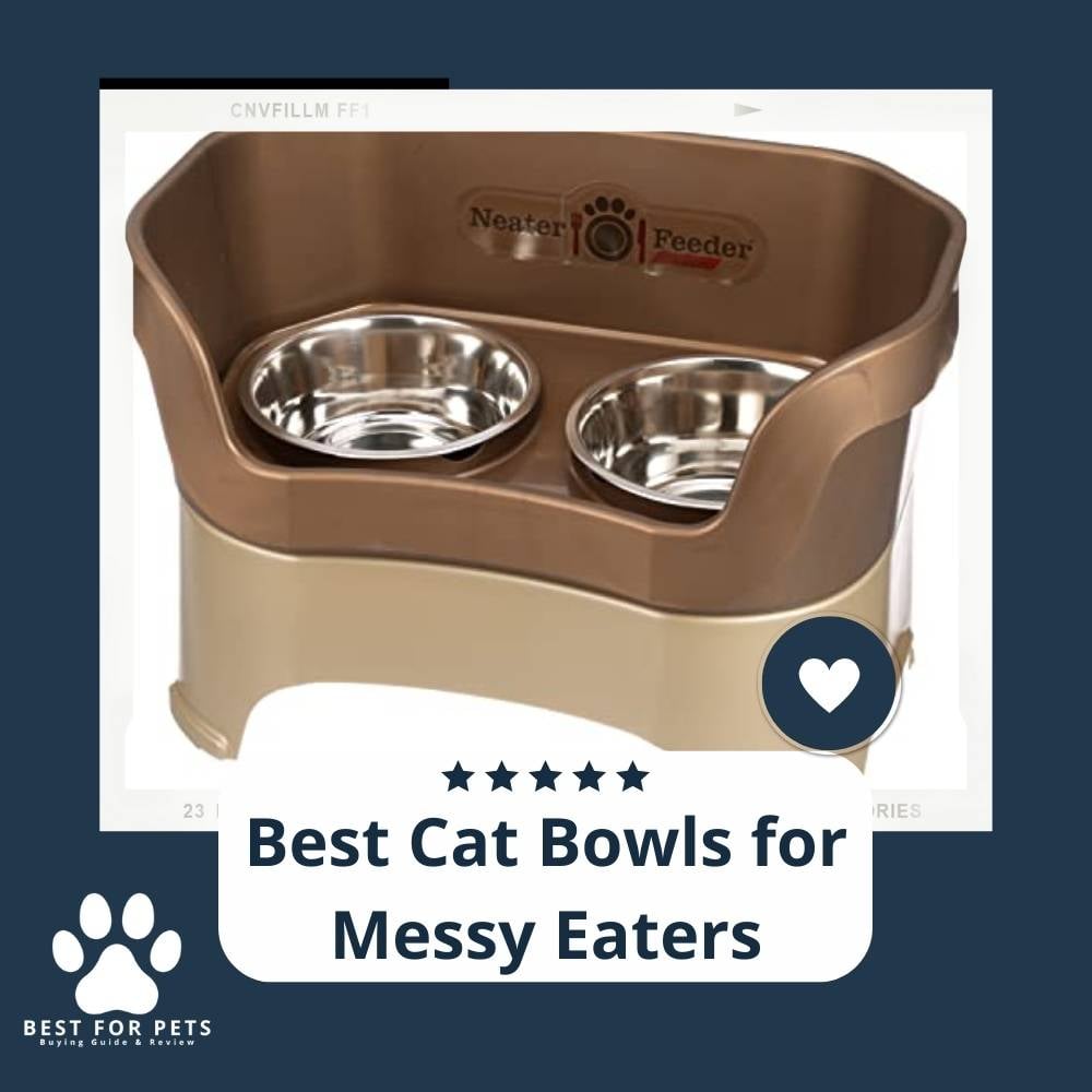 j6v1aEH-8-best-cat-bowls-for-messy-eaters