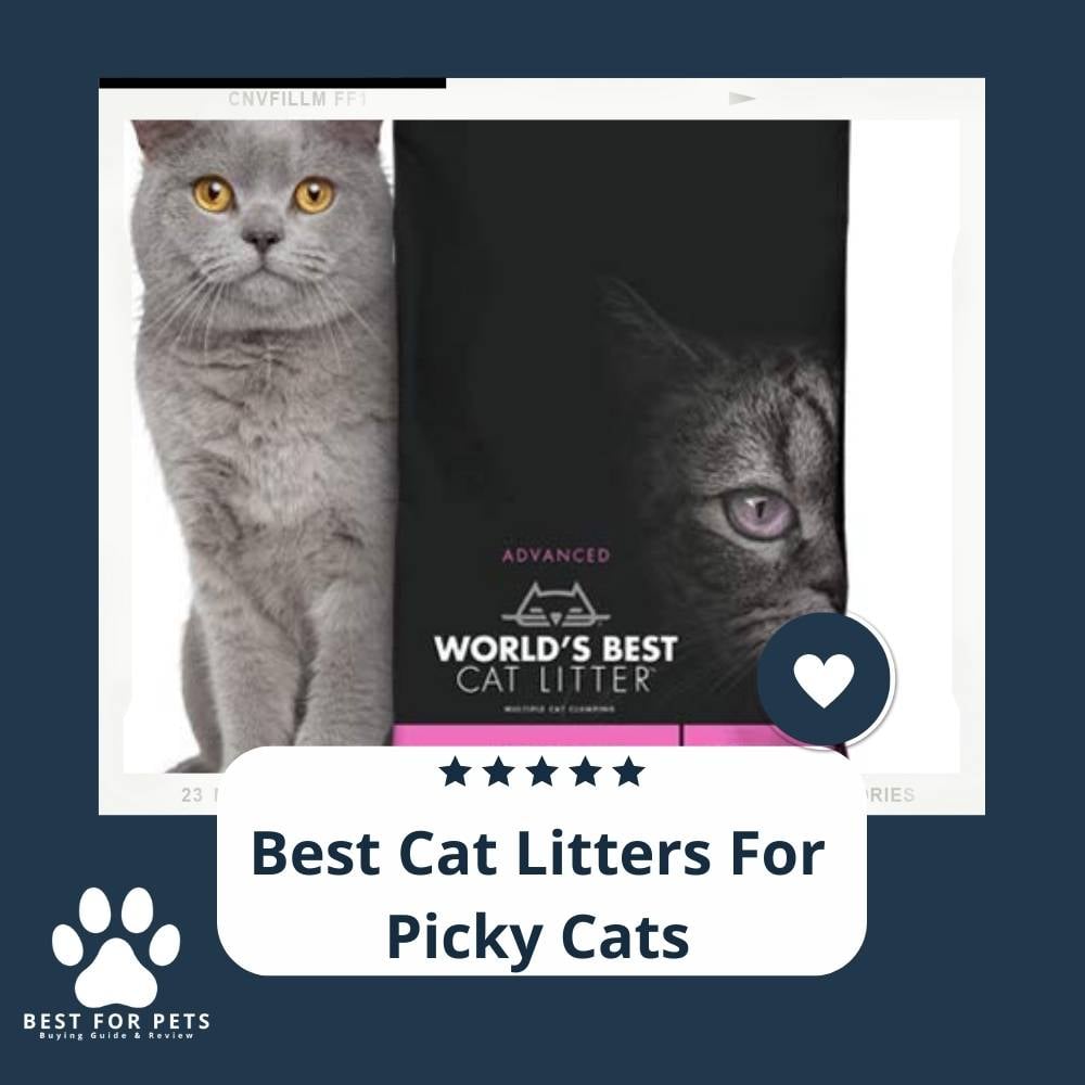 6or7nPrCR-best-cat-litters-for-picky-cats