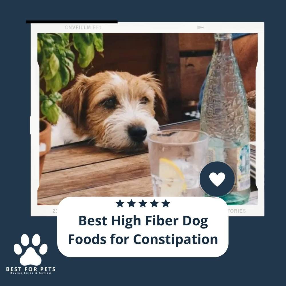 rsgnaycq-best-high-fiber-dog-foods-for-constipation