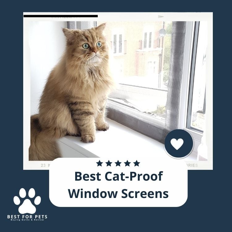 Best Cat-Proof Window Screens