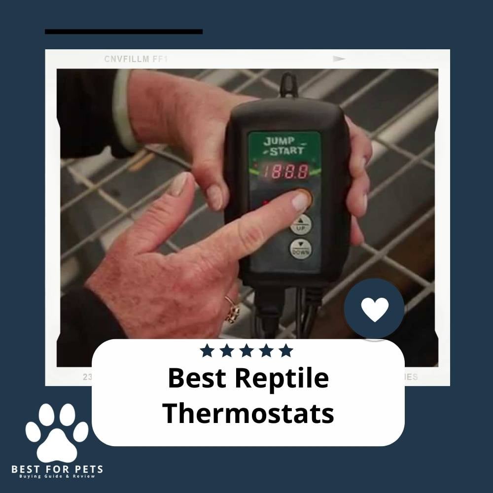 The 11 Best Reptile Thermostats - BestForPets.org - Choosing The Best Thermostat For Reptiles