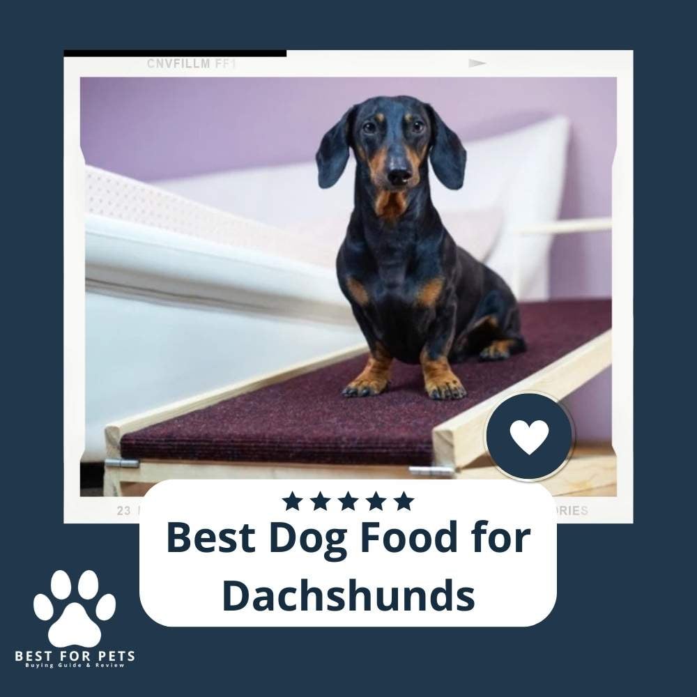 FS0TDmIHj-best-dog-food-for-dachshunds