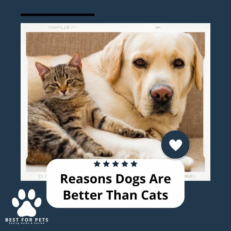 Reasons-Dogs-Are-Better-Than-Cats