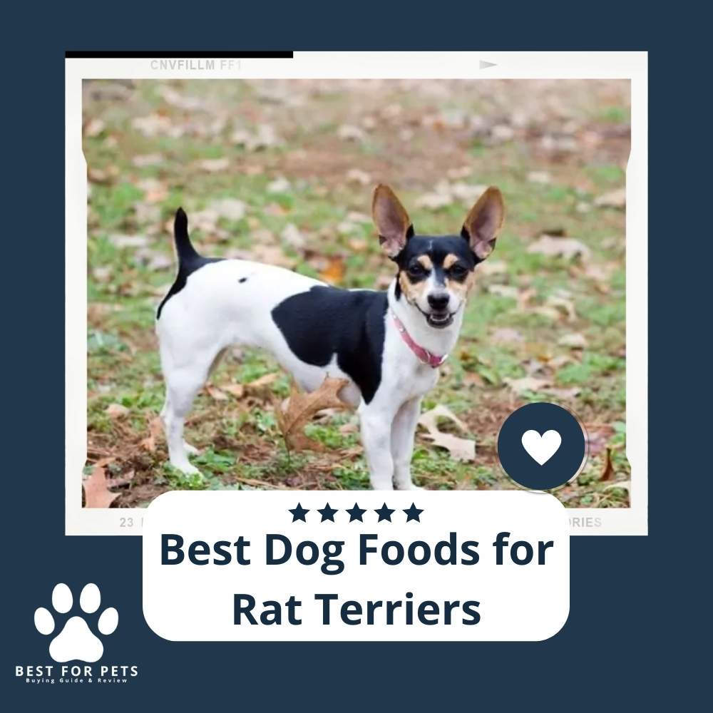 dTeA8tzU6-best-dog-foods-for-rat-terriers