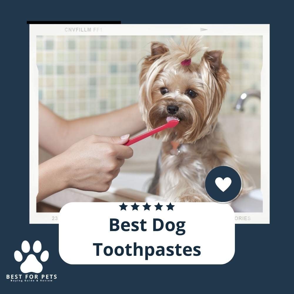 Z44_QHZ1A-best-dog-toothpastes