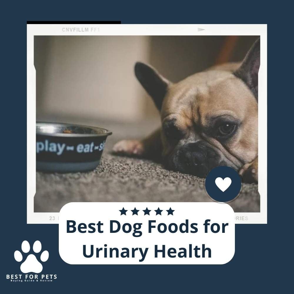Best Dog Foods For Urinary Health