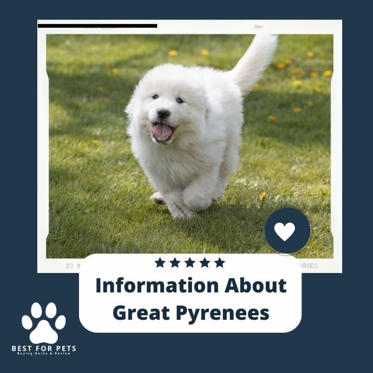 Information About Great Pyrenees