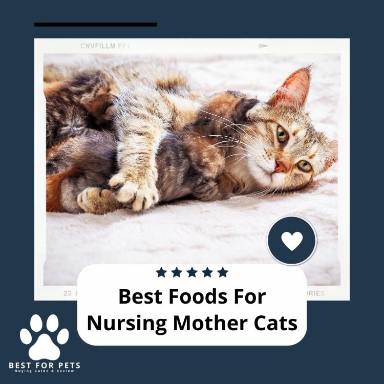 Best Foods For Nursing Mother Cats