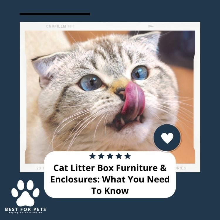 Cat Litter Box Furniture & Enclosures What You Need To Know