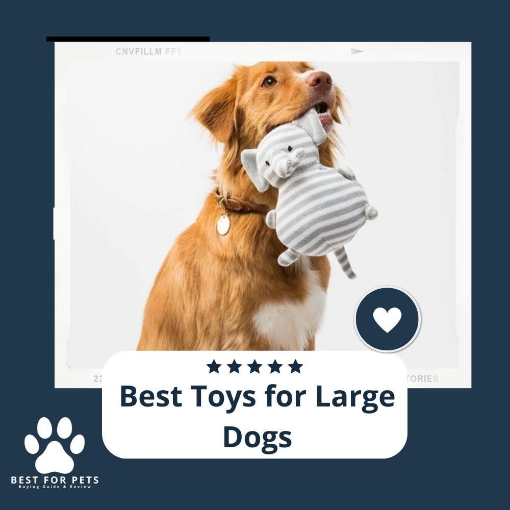 tAw8P-pAm-best-toys-for-large-dogs