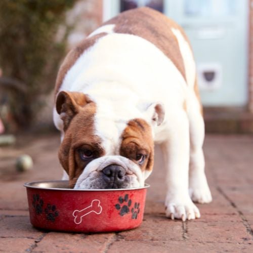 Best Affordable Canned Wet Dog Foods buying guide