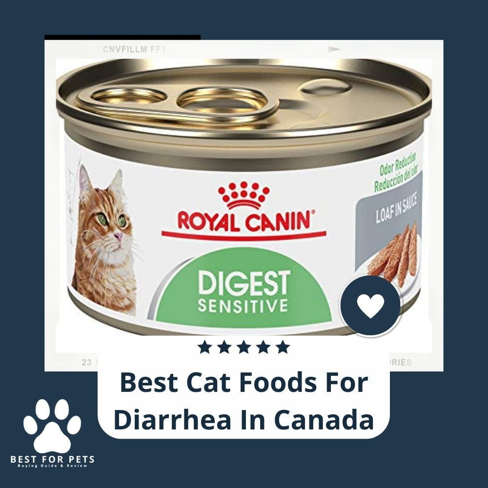 12 Best Cat Foods For Diarrhea In Canada BestForPets