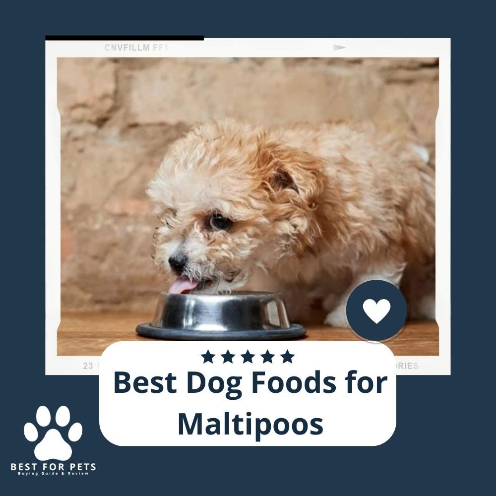 The 10 Best Dog Foods For Maltipoos 2024