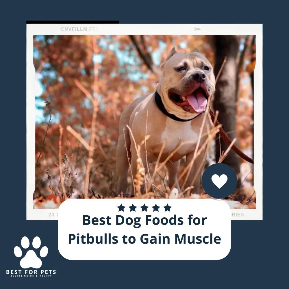 The 7 Best Dog Foods For Pitbulls To Gain Muscle