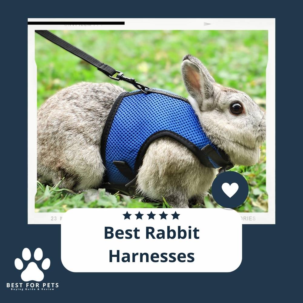 The 11 Best Rabbit Carriers